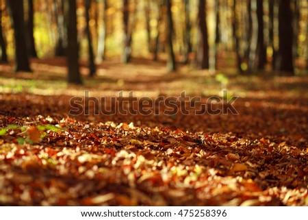 Fallen leaves in autumn forest in the rays of the evening sun, nature background
