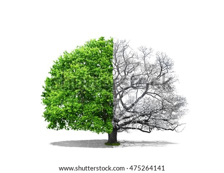 Concept of doubleness. One part of tree is snowy, and the second is deciduous on a white background. Concept of regeneration. Royalty-Free Stock Photo #475264141