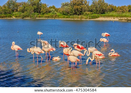 Flock of adorable pink flamingos. Exotic birds standing in a shallow lake. Sunset in the Camargue national park. Rhone Delta, Provence, France