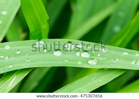 Water drops on grass leaf nature green background 