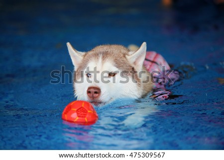 Siberian husky, dog swimming, dog playing in swimming pool