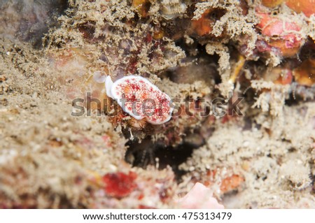 Sea Slug - Chromodoris tinctoria