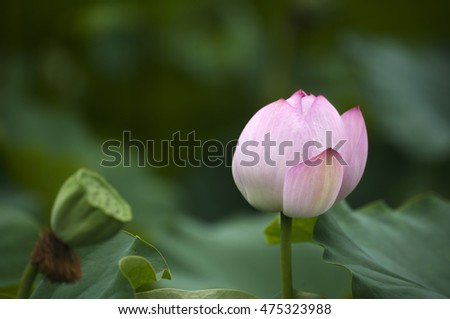 the opening lotus flower, lotus leave and lotus seed in summer.