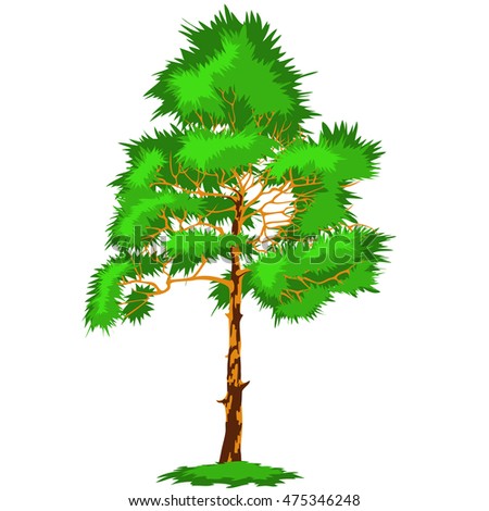 Conifer tree. One pine tree on a white background.