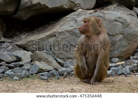 sitting baboon hamadryad