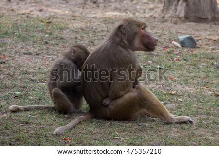 sitting female baboon with cub hamadryad