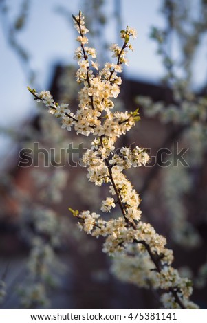 Branch full of white bloom pictured in the front of a house