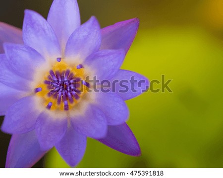 Closeup soft focus lotus flower blooming
