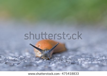 spanish slug - arion vulgaris- on asphalt