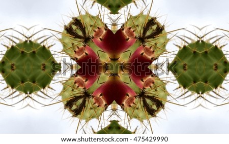 symmetrical composition,kaleidoscopic, mirror effect,geometric composition, of prickly pear plant prickly pears, Photography plants with strange shapes, abstract surrealism, cactus, plants with thorns
