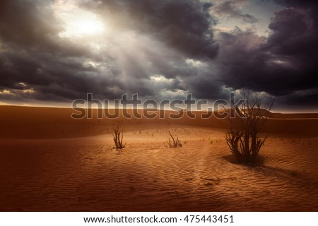 Sunset in the desert sand dunes background