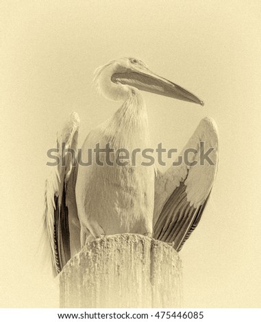 Great white Pelican sitting on the post - Namibia, South Africa (stylized retro).