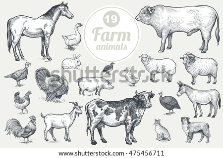 Farm animals. Isolated on white background. Vintage vector set . Royalty-Free Stock Photo #475456711