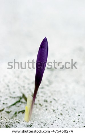 Spring crocus flowers in snow. Selective focus