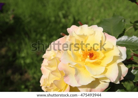 Flowering beautiful yellow roses in the garden. Rses on sunny background