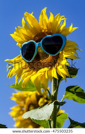 Giant open yellow sunflower bloom in field of sunflowers with blue heart sunglasses on flower face