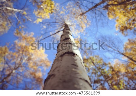 High White birch