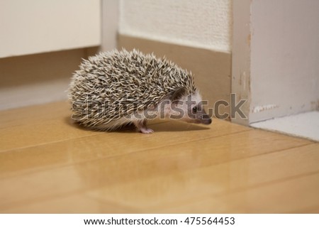 Hedgehog that prowl in the room
