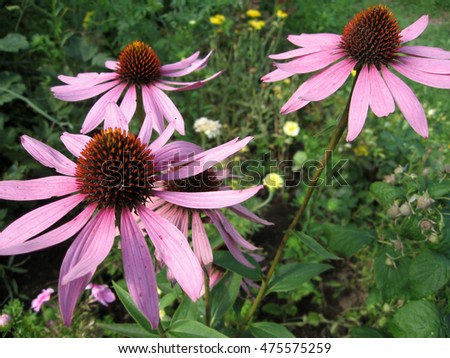 Echinacea in Garden. Photo for backgrounds. Color photo of flowers.
