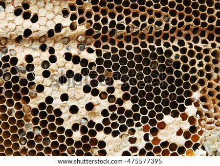Close up view of natural honeycomb, Honeycomb texture background.