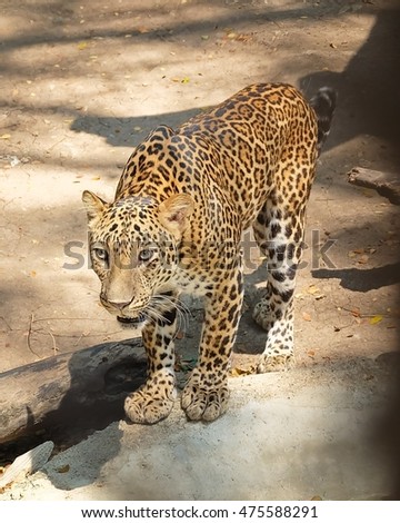 Animal and Wildlife, Young Jaguar or Panthera Onca Walking Toward The Victim in A Safari.