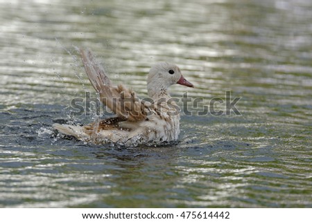 Mandarin Duck, Aix galericulata - leucistic bird.