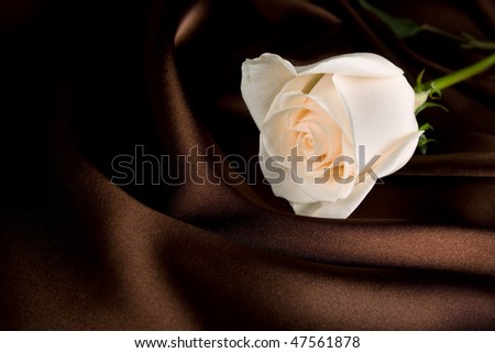 white rose on brown silk