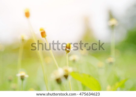 flower grass made with color filters for background. Soft focus