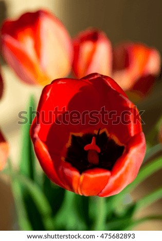 A bouquet of red tulips in a contrast light