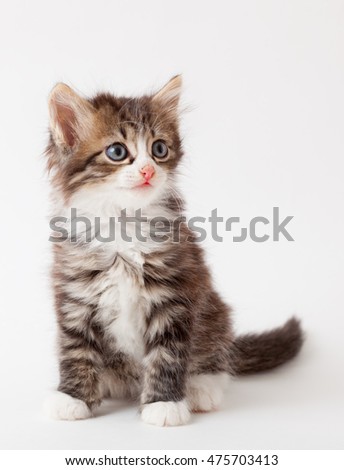 little fluffy brown kitten on light background