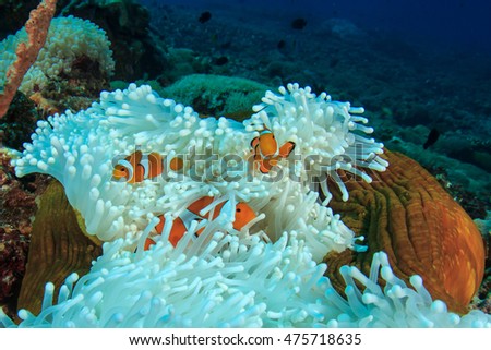 Clownfish Anemonefish on white anemone in coral reef