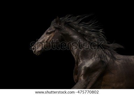 Black Horse portrait run isolated on black background