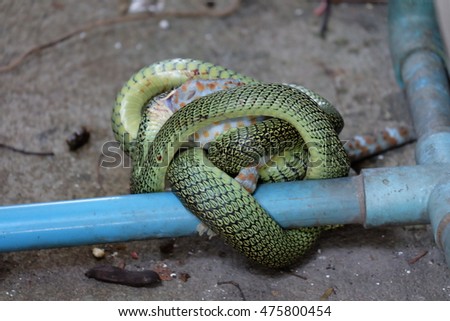 Green pit viper eating Gecko