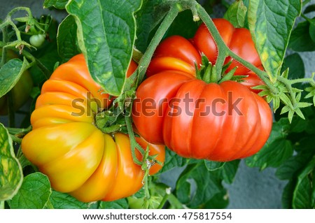 Brandywine Tomatoes From The Garden.
Tomatoes on the tree. Royalty-Free Stock Photo #475817554