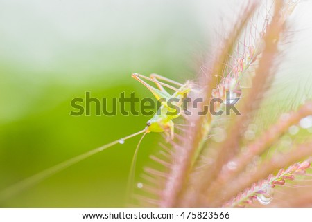 The green grasshopper sits on a grass,small grasshopper ,water drop stick green leaf,
Soft Focus