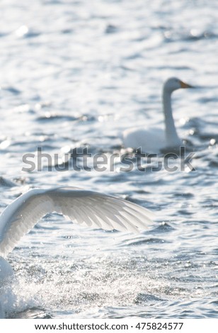 graceful swans in winter of Japan