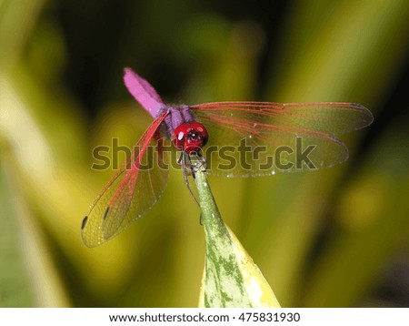 the picture of dragonfly  in the meadow