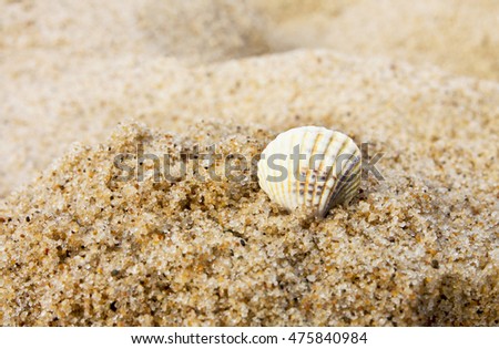 Vacation By the Sea. Shell In the Sand