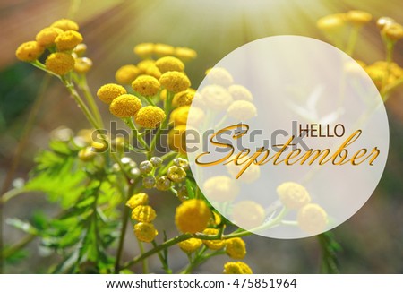 Hello September wallpaper, autumn background with yellow flowers Royalty-Free Stock Photo #475851964