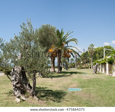 Palm trees and olive trees on lawn in parkland in front of Sveti Stefan island pictured. Sveti Stefan, Budva, Montenegro