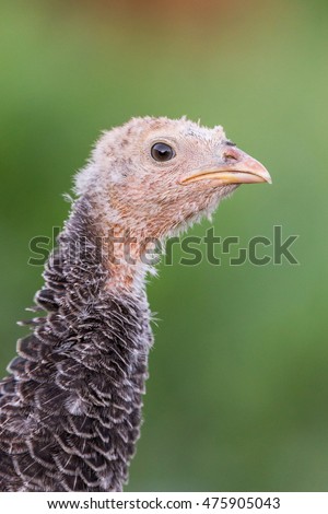 Portrait of a young turkey on the organic household yard. Authentic farm series.