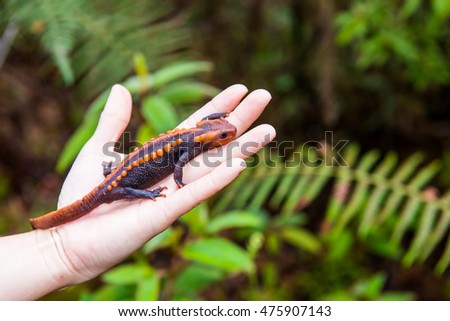 female veterinary holding salamander in hand