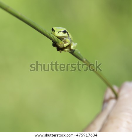 European tree frog (Hyla arborea) on reed  in Zelhem, the Netherlands.