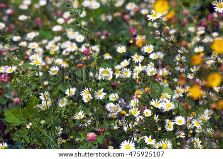 wild chamomile flowers on summer field Sunny day in good weather