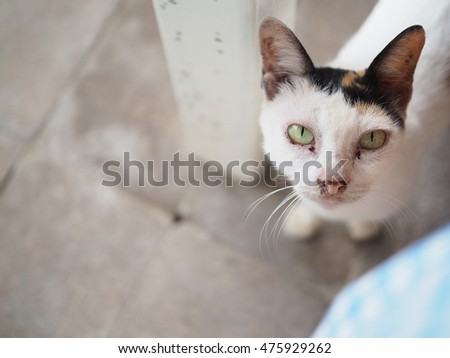 white wool and yellow eye cat from thailand