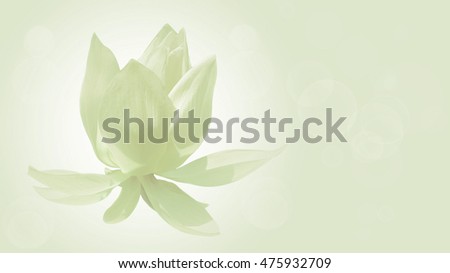 a lotus flower on soft pastel color,in beautiful  background