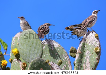 Galapagos Mockingbirds (Nesomimus parvulus) sitting on a cactus, Genovesa Island, Galapagos National Park, Ecuador