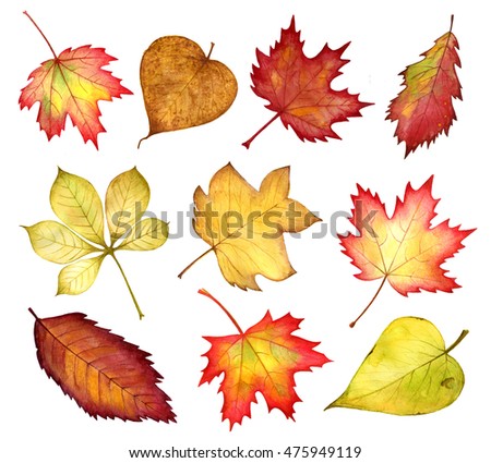 Autumn leaves set . Watercolor clip-art .Isolated on white background