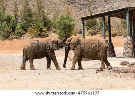 Two African Elephant bulls play-fighting
