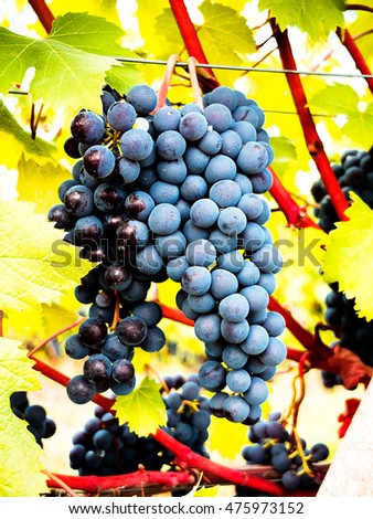 several bunches of ripe grapes on the vine selective focus